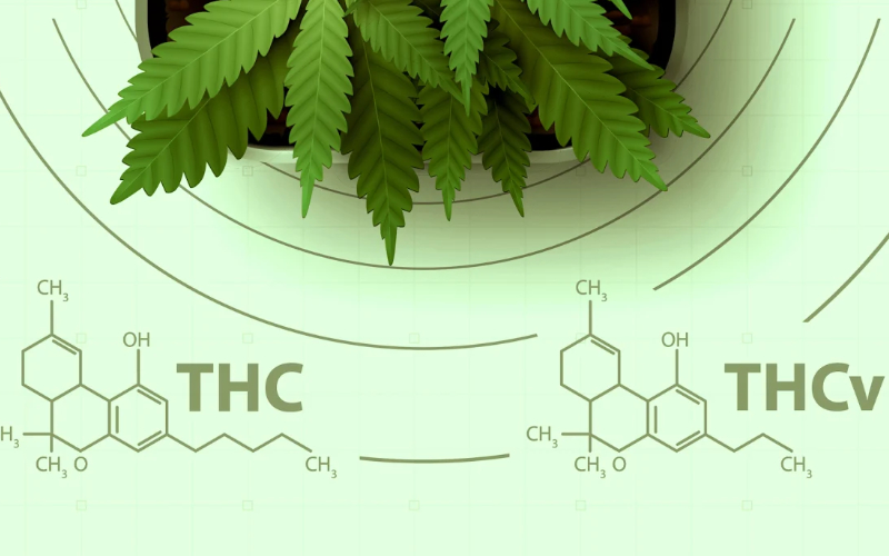 Desert Recovery Centers | Marijuana Addiction Treatment Understanding Marijuana