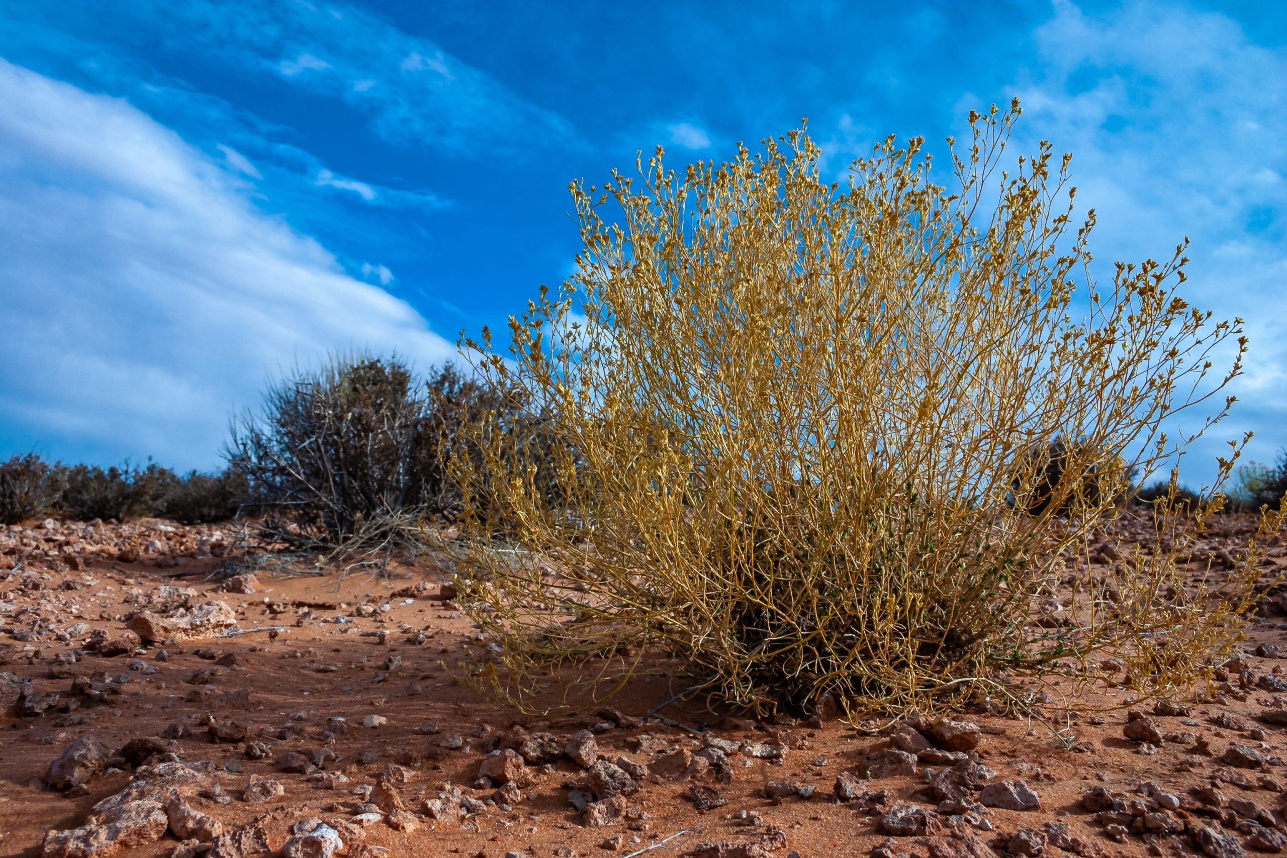 Spiny,Shrub,And,Arid,Flora,Growing,Near,Glen,Canyon,On Can Reducing Alcohol Intake Improve Mental Health?